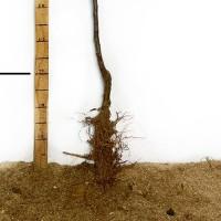 Саджанці яблуні Білий Налив - 1-річний