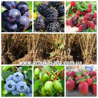 Саджанці жимолості, ожини, актинідії, голубики, малини, обліпихи, аронії