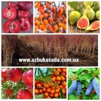 Саджанці жимолості, ожини, актинідії, голубики, малини, обліпихи, аронії