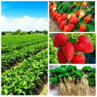 Саджанці жимолості, ожини, актинідії, голубики, малини, обліпихи, аронії