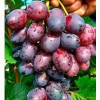 Саджанці жимолості, ожини, актинідії, голубики, малини, обліпихи, аронії