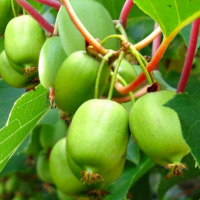 Саджанці жимолості, ожини, актинідії, голубики, малини, обліпихи, аронії