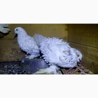 Голуби кучеряві