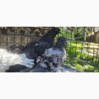 Голуби кучеряві