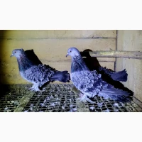 Голуби кучеряві