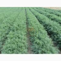 Продам Кріп