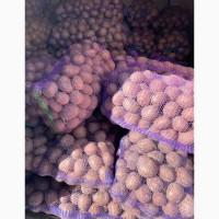 Продам велику картоплю від населеня гарної якості