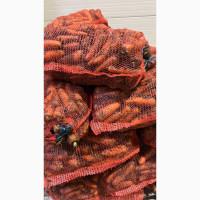 Продам моркву є обʼєми доставка по Україні / самовивіз