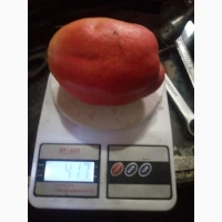 Продам грушу Киргизька