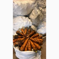 Продам моркву ранню