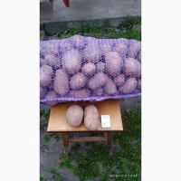 Продам товарну картоплю, сорт Лабела