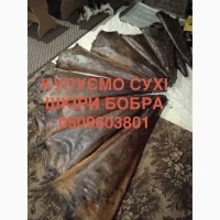 Купуємо сухі шкури бобра куниці кроля дорого