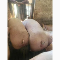 Продаж свиней живою вагою _ з відповідними документами