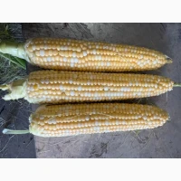Продам Солодку Кукурузу Ракель