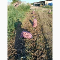 Продам товарну картоплю, сорт Арізона, Белла Роза