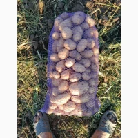 Продам товарну картоплю, сорт Арізона, Белла Роза