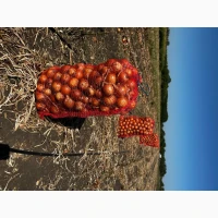 Продам цибулю сорту Манас