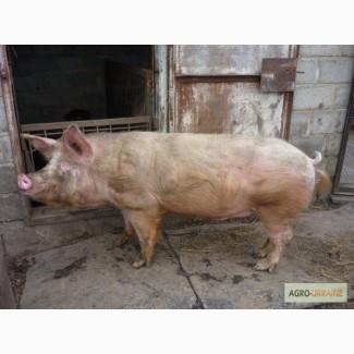 Продам хряка