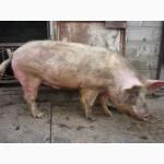 Продам хряка