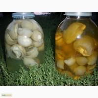 Гриб веселка