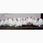 Продам кроликов Новозеландской и Венской голубой пород