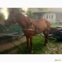 Продам робочу кобилу і воза