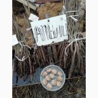 Продам саджанцы грецкого ореха