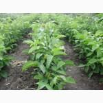 Продам саджанцы грецкого ореха