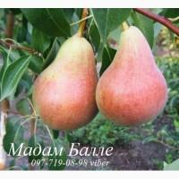 Продаем саженцы плодовых деревьев