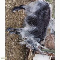 Продам молочную козочку