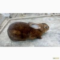 Пр0двм свмку Рекс квст0р