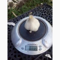 Продам часник