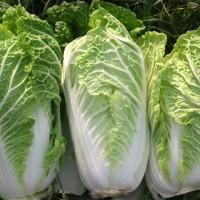 Продам сельдерей корневой, черешковый, пекинская капуста