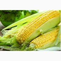 ДБ Хотин Фао 280 гибрид кукурузы продам