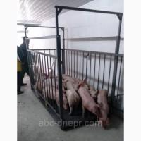 Весы для животных, скотские для телят, коров, свиней, овец
