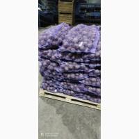 Продам свеклу столову