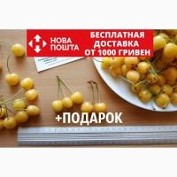 Черешня жёлтая семена (20 штук) насіння, косточка, семечка для выращивания саженцев