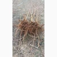 Продам саженцы плодовых деревьев