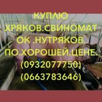 Куплю Хряков дорого