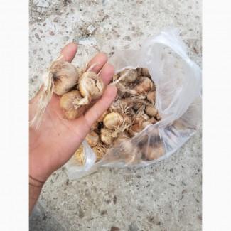 Продам цибулинки шафрану