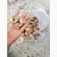 Продам цибулинки шафрану
