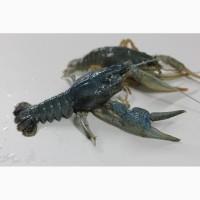 Продам вкусных свежих Раков