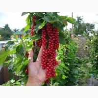 Продам саженцы красной смородины РОВАДА: 1 и 2 летние. Доставка по Украине, оптом