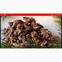 Закупаем корень калгана, живокость（сухой）, девесил, алтей, аир, одуванчик, лопух
