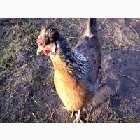 Инкубационное яйцо кур Легбар, цыплята по договоренности