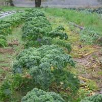 Продам семена капусты Кале Луговой жаворонок