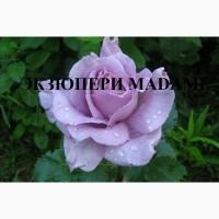 Продаю саженцы роз, закрытая корневая