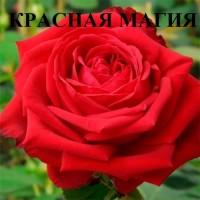 Продаю саженцы роз, закрытая корневая