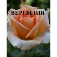 Продаю саженцы роз, закрытая корневая