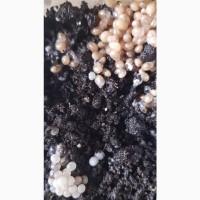 Продам яйця і молодь равликів Helix aspersa Muller